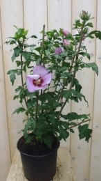 HibiscusstruikRoze40cm-Warentuinnatuurlijk