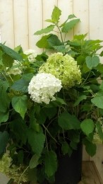 HortensiaAnnabellewitGroot-Warentuinnatuurlijk
