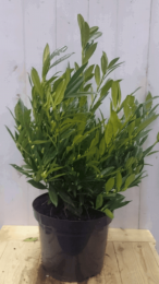 PrunusOtto80cmLykenLaurierkersWarentuinNatuurlijk-Warentuinnatuurlijk