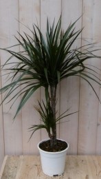 KamerplantDrakenbloedboomDracaenaMarginatasmalbladGroen60cm-Warentuinnatuurlijk