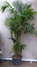 KamerpalmKentiapalm300cmkamerplant-Warentuinnatuurlijk