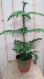 AruacariaWarentuinNatuurlijk-Warentuinnatuurlijk