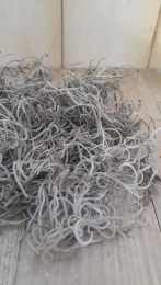 TillandsiaTilandsiamosinbakjezakjecirca1literWarentuinNatuurlijk-Warentuinnatuurlijk