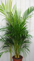 KamerplantArecapalm120cm-Warentuinnatuurlijk