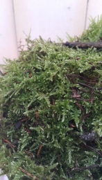 PlatmosplaatmosversinbakjezakjemosWarentuinNatuurlijk-Warentuinnatuurlijk