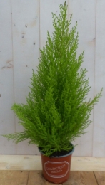 KamerplantKamerconifeerCupressaceae-Warentuinnatuurlijk