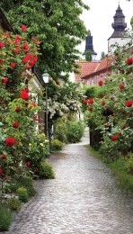 AlleyRoses70x130cmTuinschilderij-Customizeit
