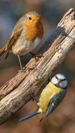 Vogels70x130cmTuinschilderij-Customizeit