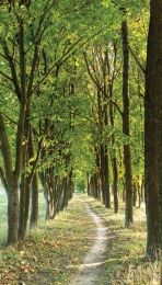 Bomenpad70x130cmTuinschilderijCustomize-it-Customizeit