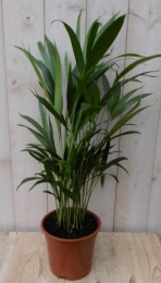 KamerpalmArecapalmGoudpalm60cmkamerplantWarentuinNatuurlijk-Warentuinnatuurlijk