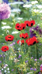 Klaprozenwild70x130cmTuinschilderijCustomize-it-Customizeit