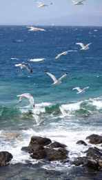 Meeuwenstrand70x130cmTuinschilderijCustomize-it-Customizeit