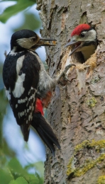 Spechten70x130cmTuinschilderijCustomize-it-Customizeit