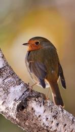 Roodborstberk70x130cmTuinschilderijCustomize-it-Customizeit