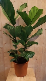 FicusLyrata70cmhoogtweestelenkamerplant-Warentuinnatuurlijk