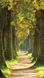 Bospad70x130cmTuinschilderijCustomize-it-Customizeit