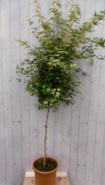 Japanseesdoorngroenbladstamhoogte100cm-Warentuinnatuurlijk