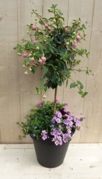 PlasticplantenbakantracietFuchsiarozemetzomerbloeiersrozeh80cm-Warentuinnatuurlijk