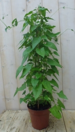Suzanne-met-de-mooie-ogen90cm-Warentuinnatuurlijk