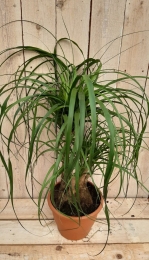 BeaucarneaOlifantspoot50cmrecuvatagedeeldestamKamerplantWarentuinNatuurlijk-Warentuinnatuurlijk