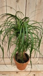 BeaucarneaOlifantspoot50cmrecuvatagedeeldestamKamerplantWarentuinNatuurlijk-Warentuinnatuurlijk