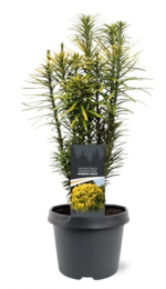 CephalotaxusharringtoniiKoreanGold30-40cmConifeerKnoptaxusWarentuinNatuurlijk-Warentuinnatuurlijk