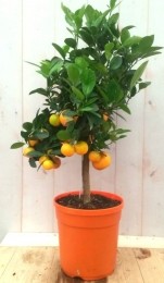 Mandarijnboompje80cm-Warentuinnatuurlijk