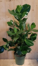 ClusiaRoseaCopey70cmhoogkamerplant-Warentuinnatuurlijk