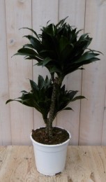 KamerplantDrakenbloedboomDracaenaCompacta60cm-Warentuinnatuurlijk