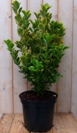 Kardinaalsmutsgeelbont80cm-Warentuinnatuurlijk