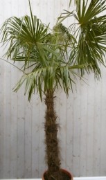 WinterhardePalmboomstamhoogte100cmenhoogte225cm-Warentuinnatuurlijk