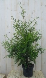 ConifeerBrabant110cm-Warentuinnatuurlijk