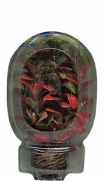 EasyPlantLaag13CmNr7aquariaSuperfish-Superfish