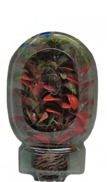 EasyPlantLaag13CmNr7aquariaSuperfish-Superfish