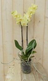 VlinderorchideeTweeTakkengeel60cm-Warentuinnatuurlijk