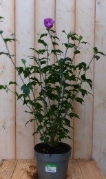 HibiscusstruikBlauw40cm-Warentuinnatuurlijk