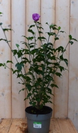 HibiscusstruikBlauw40cm-Warentuinnatuurlijk