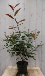 PhotiniafraseriRedRobinrood70cm-Warentuinnatuurlijk