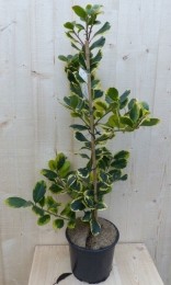 Hulstgeelbont80cm-Warentuinnatuurlijk