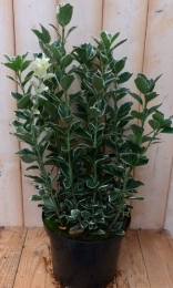 KardinaalsmutsEuonymuswitbont80cmWarentuinNatuurlijk-Warentuinnatuurlijk