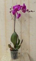 VlinderorchideeLuxeTakroze80cm-Warentuinnatuurlijk