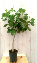 VijgboompjeWarentuin-Warentuinnatuurlijk