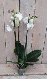 KamerplantVlinderorchideephalaenopsiswit3takken-Warentuinnatuurlijk