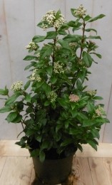 ViburnumTinus50cm-Warentuinnatuurlijk
