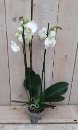 Vlinderorchideephalaenopsiswit3takkenkamerplantWarentuinNatuurlijk-Warentuinnatuurlijk