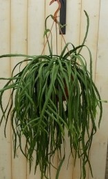 LepismiumBolivianum-Warentuinnatuurlijk