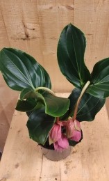 TrosbloemrozeMedinillaMagnifica2stelen2bloemenkamerplant-Warentuinnatuurlijk