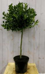 Hulstgroenstamhoogte50cmdiameter30cm-Warentuinnatuurlijk