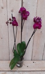 KamerplantVlinderorchideephalaenopsisroze3takken-Warentuinnatuurlijk