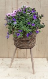 Rietenplantenbakbruinoppotenmetzomerbloeierspaarsblauwh65cm-Warentuinnatuurlijk